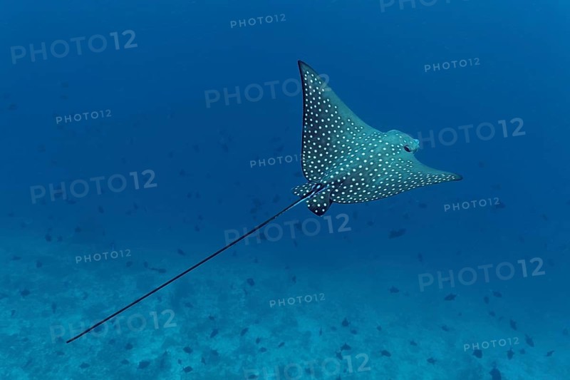 Eagle Ray (Aetobatus narinari) from above