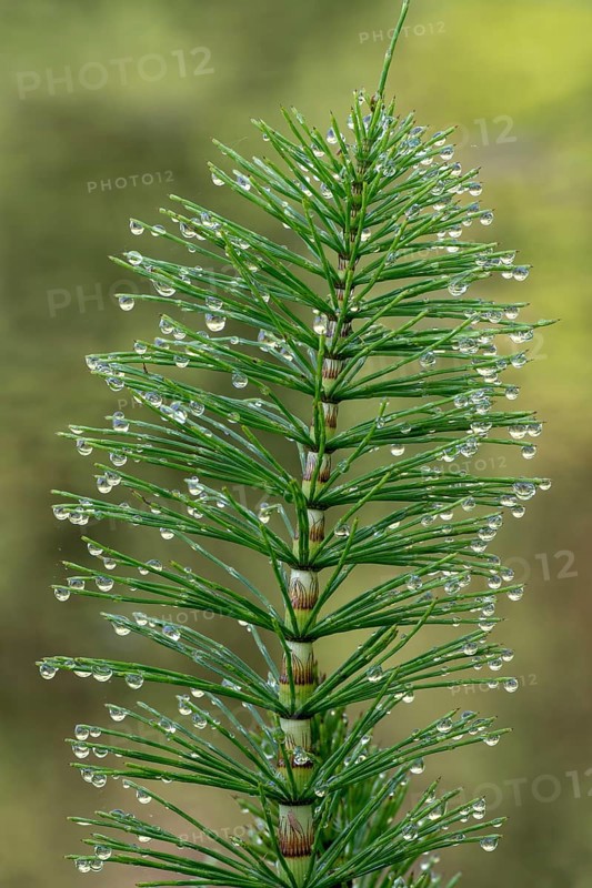 Great horsetail (Equisetum telmateia) with dewdrops