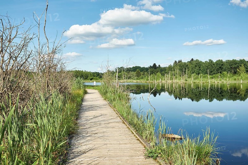 Wooden footbridge in the Regenmoor marshland and Neckar origin Schwenninger Moos