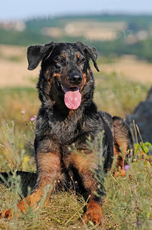 Harlequin Beauceron