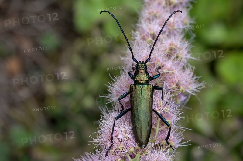 Musk beetle (Aromia moschata) on flower of willow-leaved spirea shrub(Spiraea salicifolia)