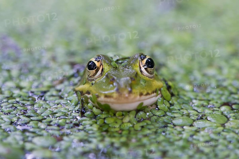 Green frog (Rana esculenta)