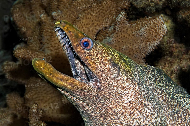 Yellow-edged moray (Gymnothorax flavimarginatus)