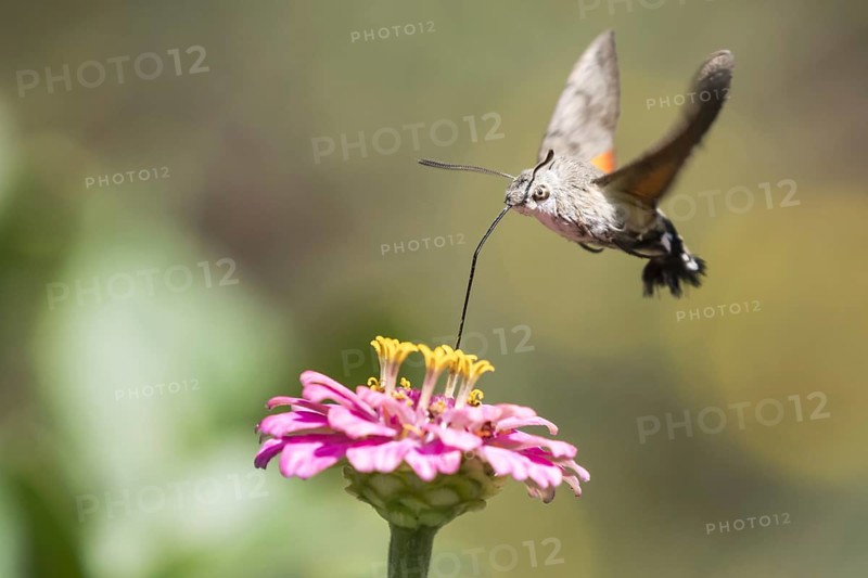 Hummingbird hawk-moth (Macroglossum stellatarum)
