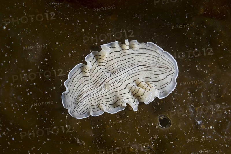 Candy Striped Flatworm (Prostheceraeus vittatus) on laminaria brown algae (Phaeophyceae)