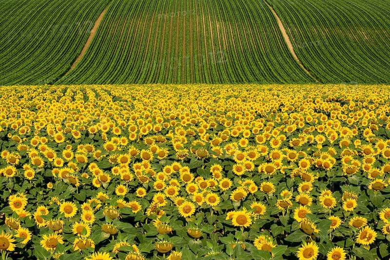 Field of sunflowers and maize