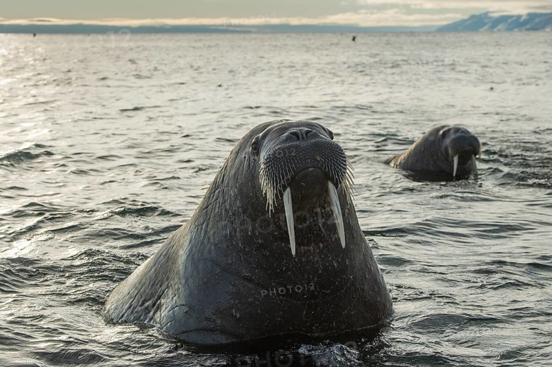 Walruses (Odobenus rosmarus)