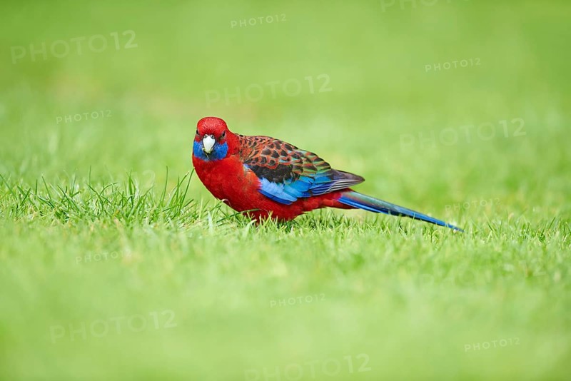 Crimson rosella (Platycercus elegans) on a meadow