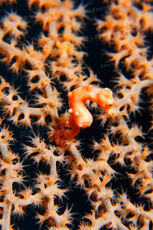 Denise's pygmy seahorse (Hippocampus denise)