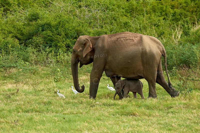 Sri Lankan elephants (Elephas maximus maximus)
