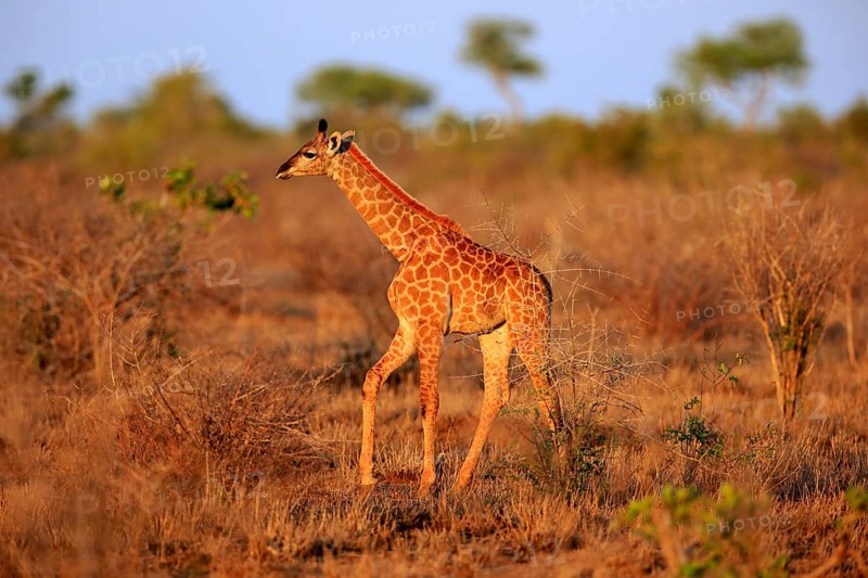 Southern giraffe (Giraffa camelopardalis giraffa)