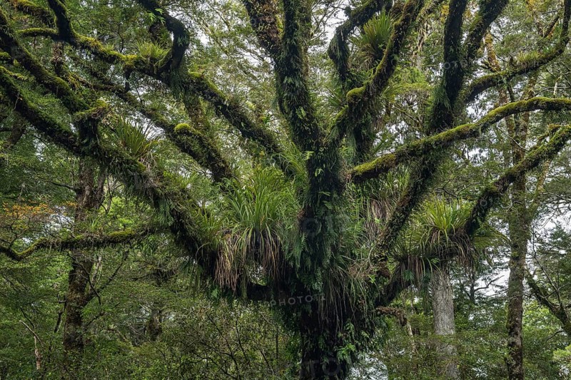 Mossy and grassy branches