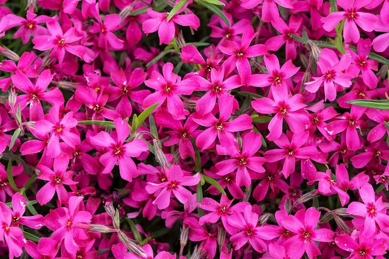Creeping Phlox (Phlox subulata)