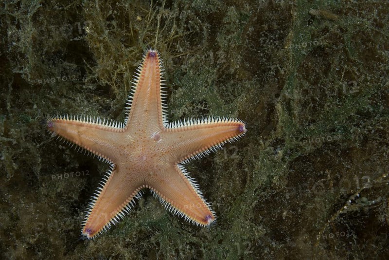 Sand Star (Astropecten platyacanthus) lies on the seaweed