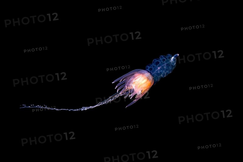 Hula Skirt Siphonophore (Physophora hydrostatica)