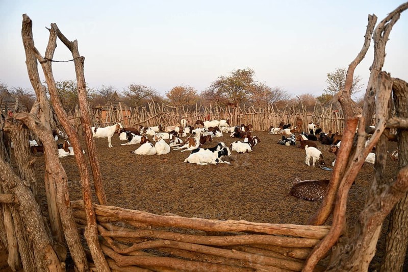 Goats in the Kral
