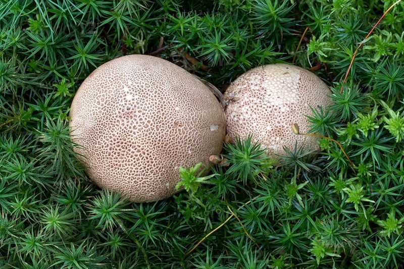Earthball (Scleroderma) in moss