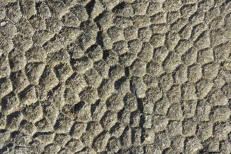 Coral fossil texture background