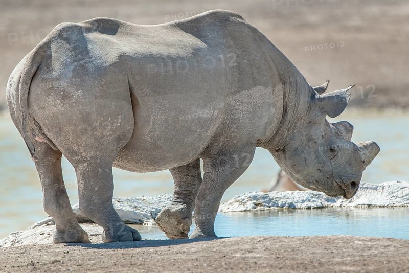 Black rhinoceros (Diceros bicornis)