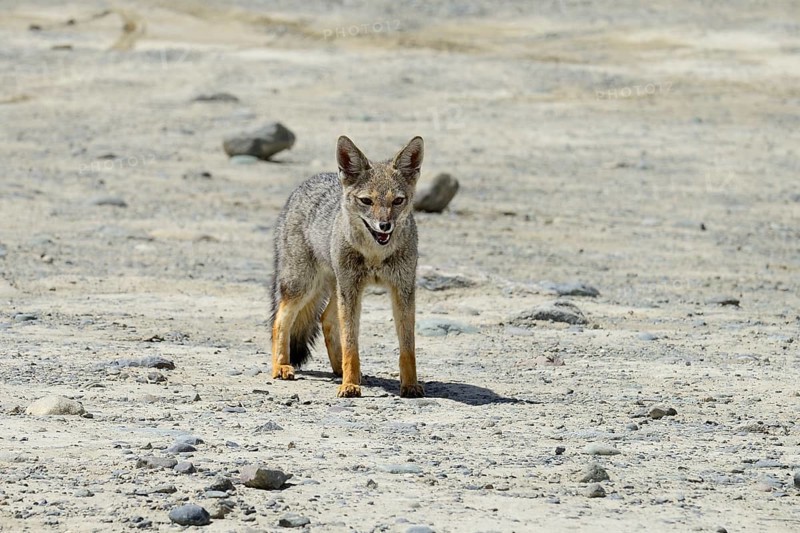 South American gray fox (Lycalopex griseus)