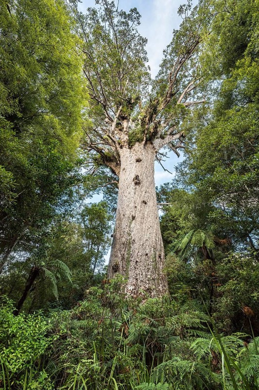 Tane Mahuta