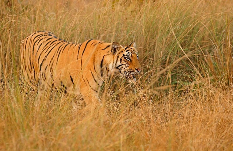 Bengal tiger (Panthera tigris tigris)
