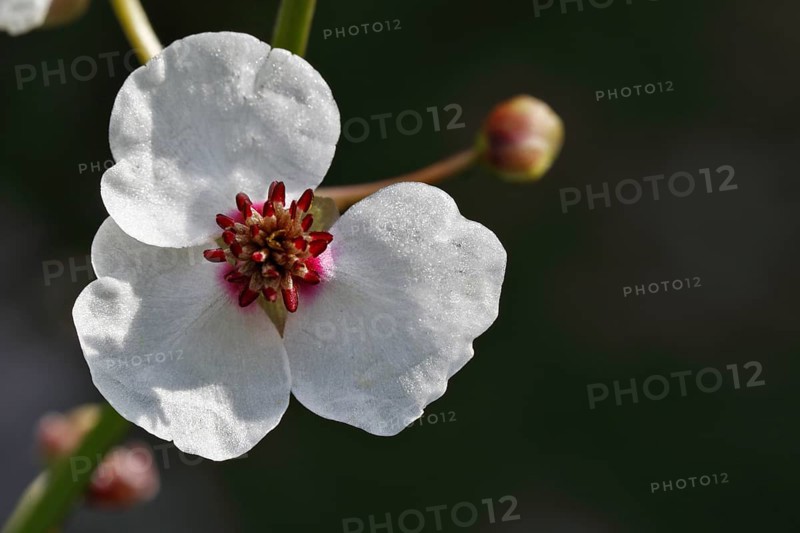Flowering water archer (Sagittaria sagittifolia)