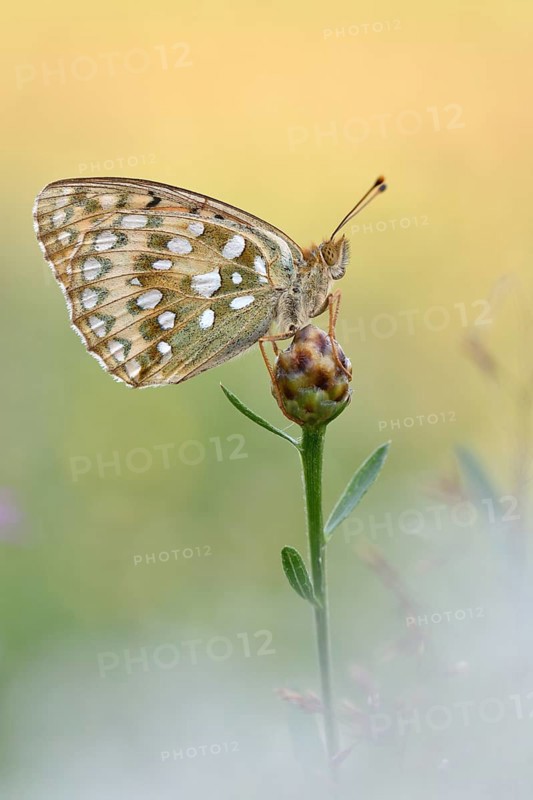 Dark Green Fritillary (Argynnis aglaja) sititing on a blossom