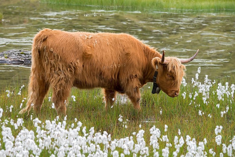 Scottish Highland cattle on the alpine pasture