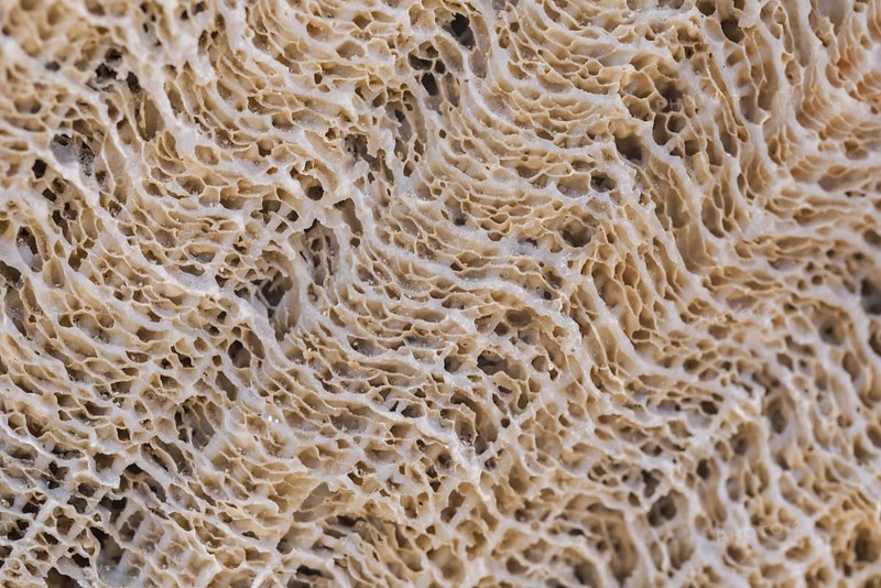 Coral fossil texture background