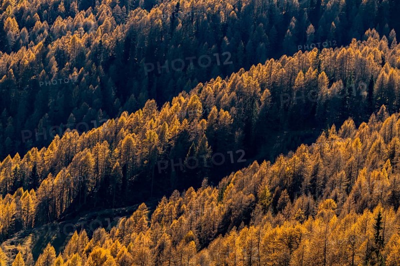 Larch forest (Larix) St. Martin in Thurn