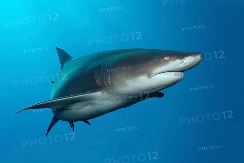 Sicklefin lemon shark (Negaprion acutidens) floats in the blue