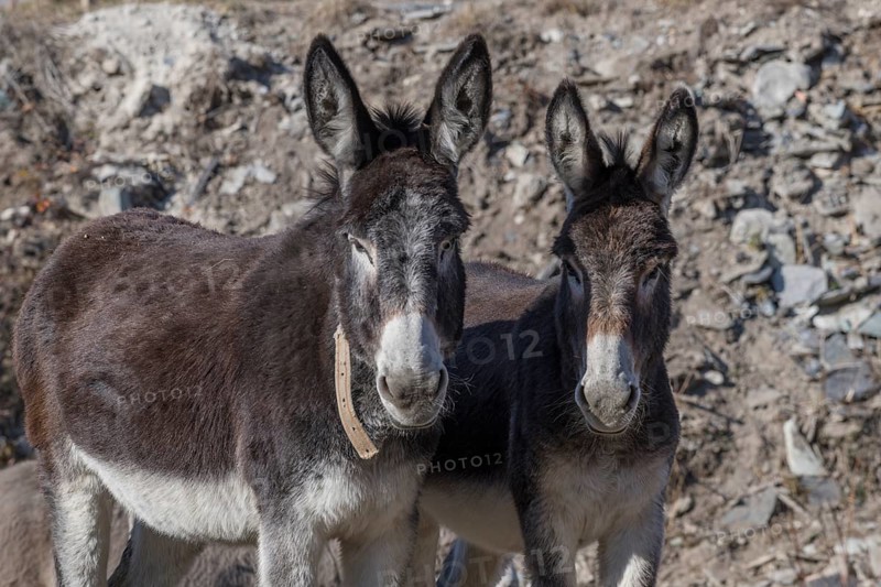 Two donkey (Equus asinus asinus)