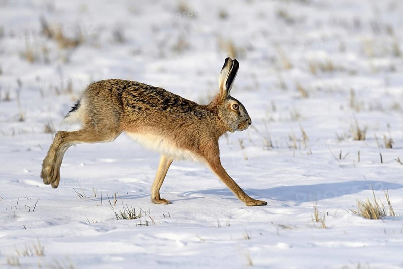 European hare (Lepus europaeus)