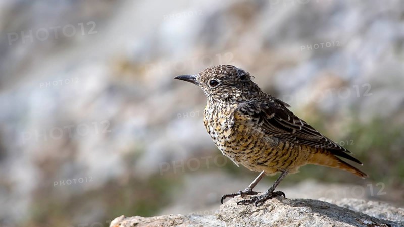 Common rock thrush (Monticola saxatilis)