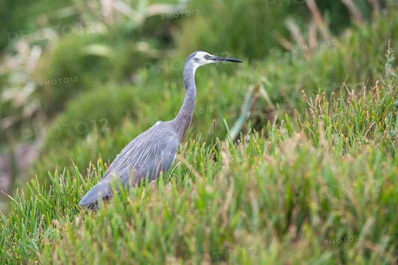 White-faced Heron (Egretta novaehollandiae)