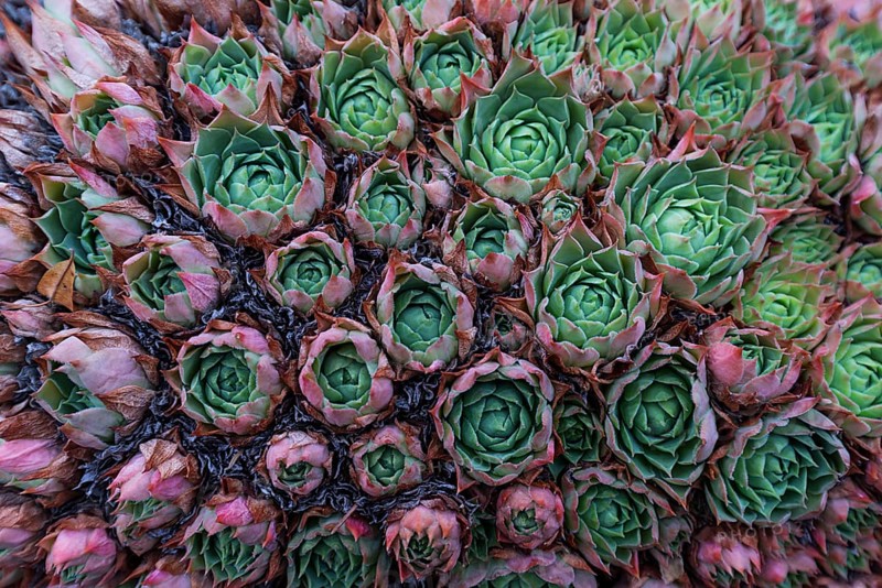 Common Houseleek (Sempervivum tectorum)