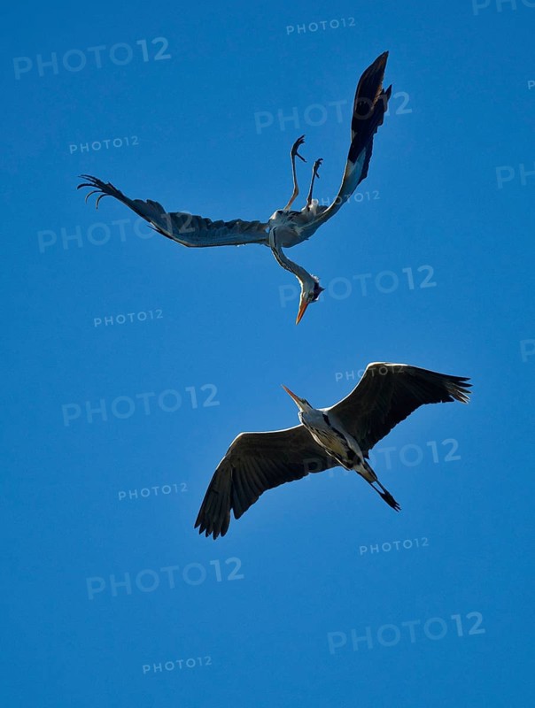Grey heron (Ardea cinerea) attacking conspecific in the air