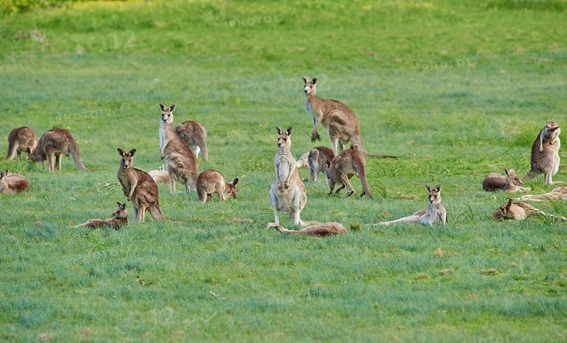 Eastern grey kangaroos (Macropus giganteus)