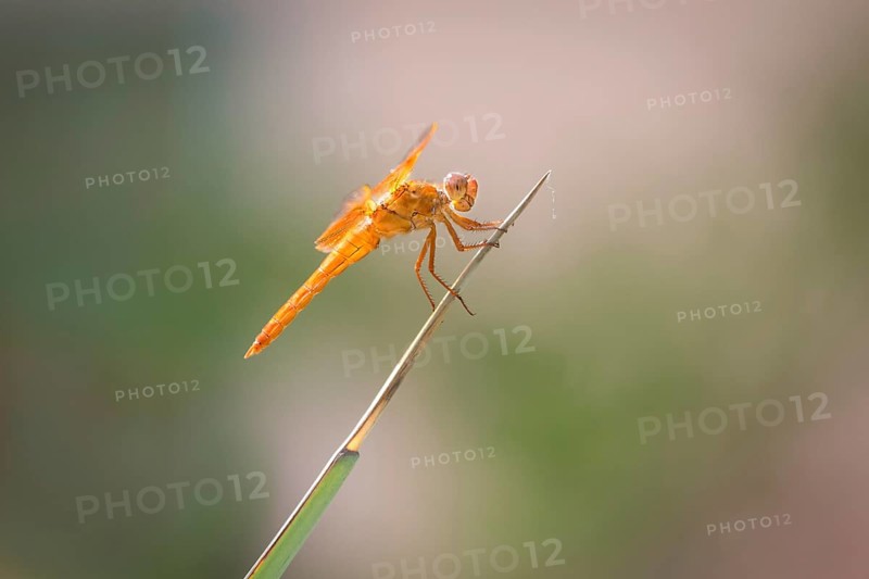 Flame Skimmer Dragonfly (Libellula saturata) on blade of grass