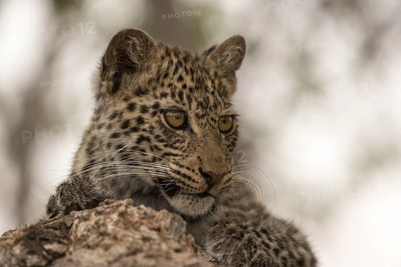 Leopard (Panthera pardus) Kitten on tree