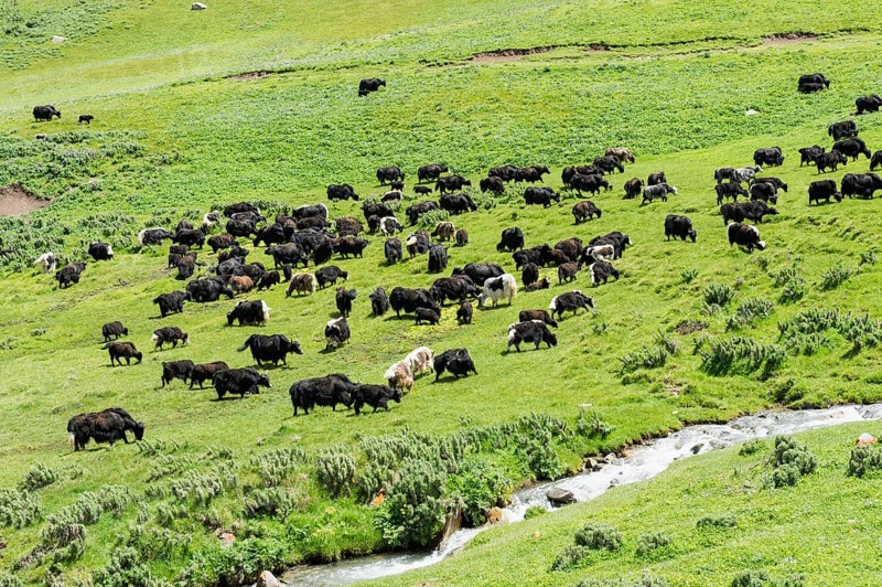 Yak herd (Bos mutus)