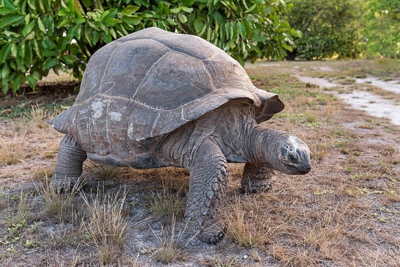 Aldabra Giant Tortoise (Aldabrachelys gigantea) on Bird Island