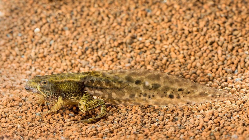 Common spadefoot (Pelobates fuscus)