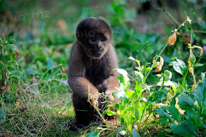 Brown wool monkey (Lagothrix lagotricha cana)