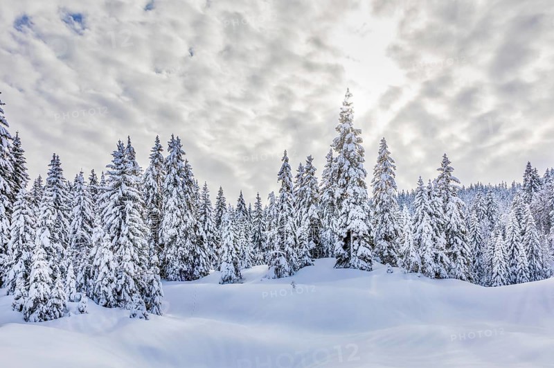 Snow-covered spruces