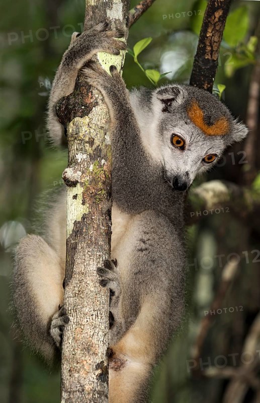 Crowned lemur (Eulemur coronatus) climbs on tree