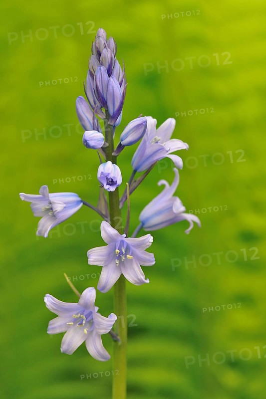 Spanish bluebell (Hyacinthoides hispanica)