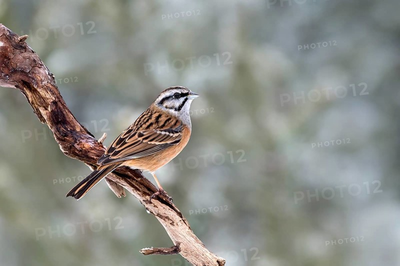 Rock Bunting (Emberiza cia) sits on a branch