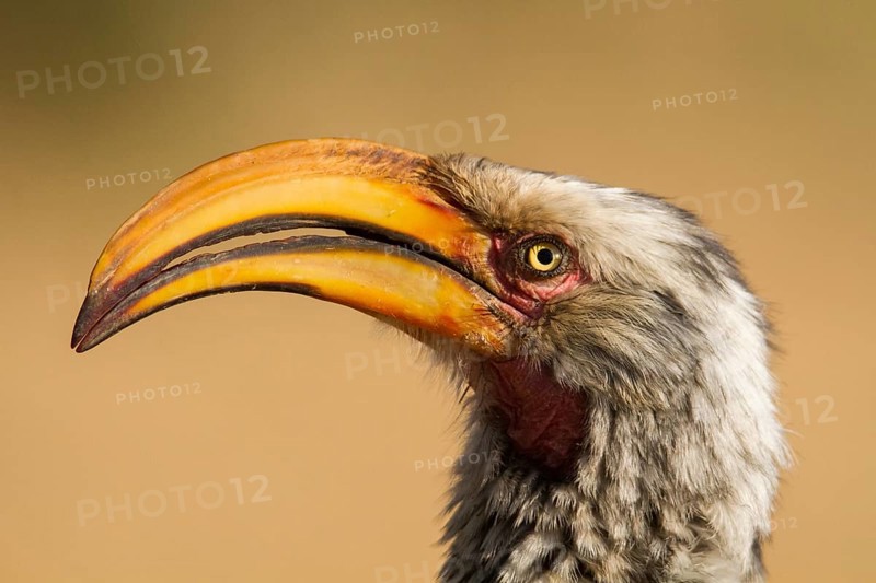 Southern Yellow-billed Hornbill (Tockus leucomelas)